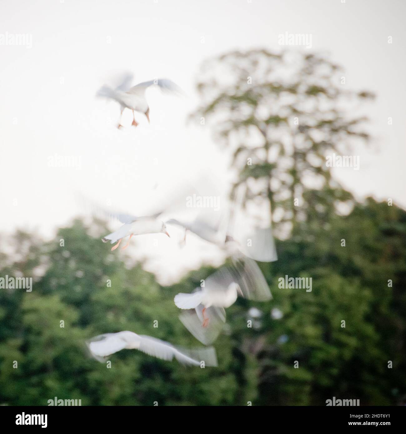 vol, goélands, voler, voler Banque D'Images