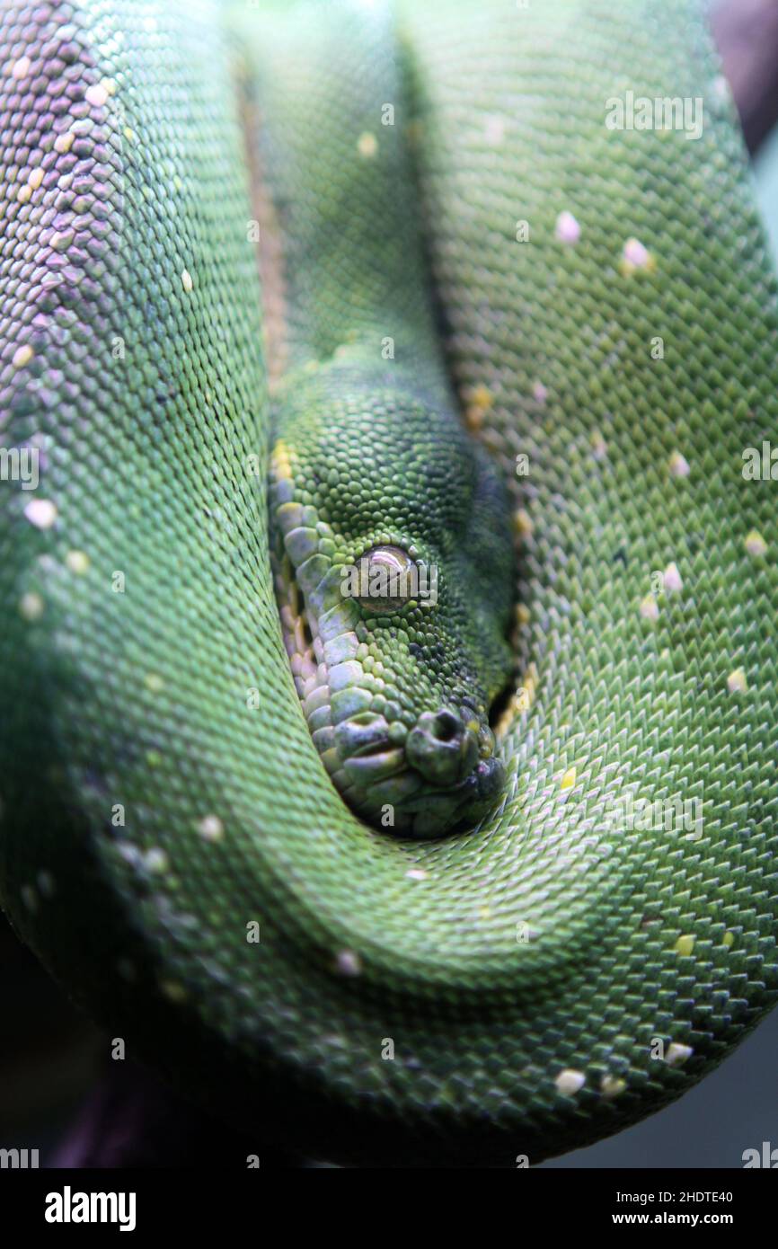 serpent, python, python d'arbre vert, serpents, pythons,pythons d'arbre verts Banque D'Images