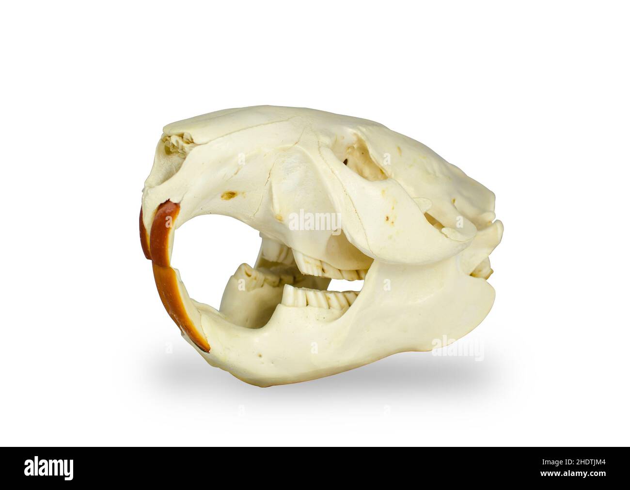 crâne animal, crânes animaux Banque D'Images