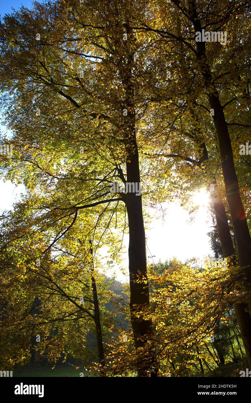 automne, forêt à feuilles caduques, automne, forêts à feuilles caduques Banque D'Images
