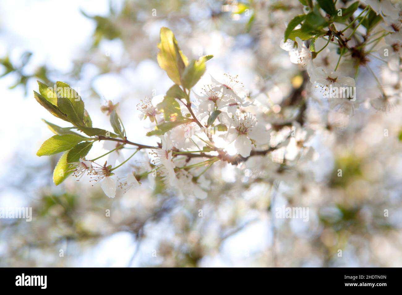 cerisiers en fleurs, filigrane, cerisiers en fleurs, filigrees Banque D'Images