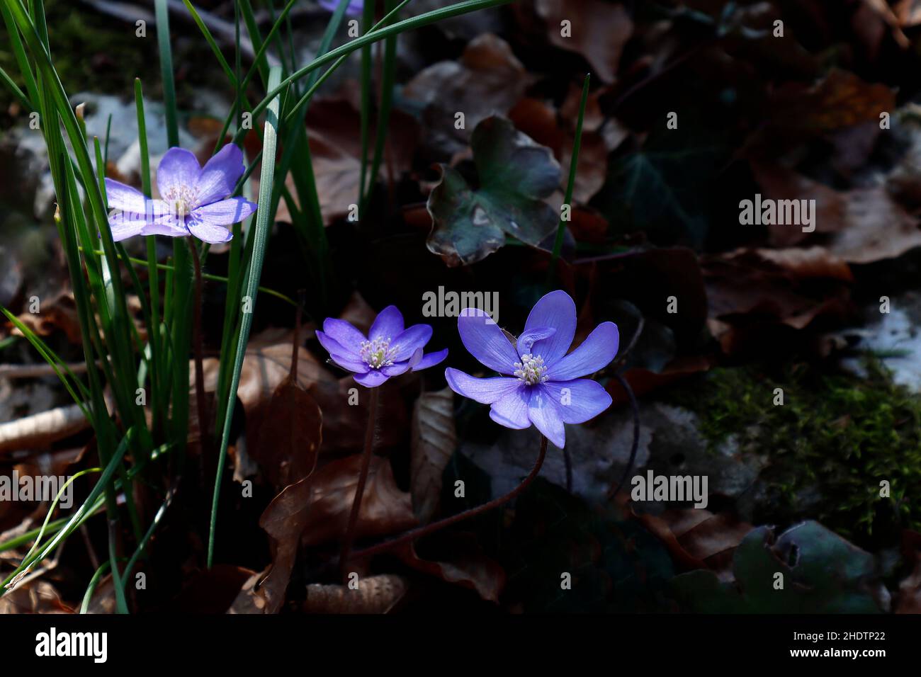 violet, violettes Banque D'Images