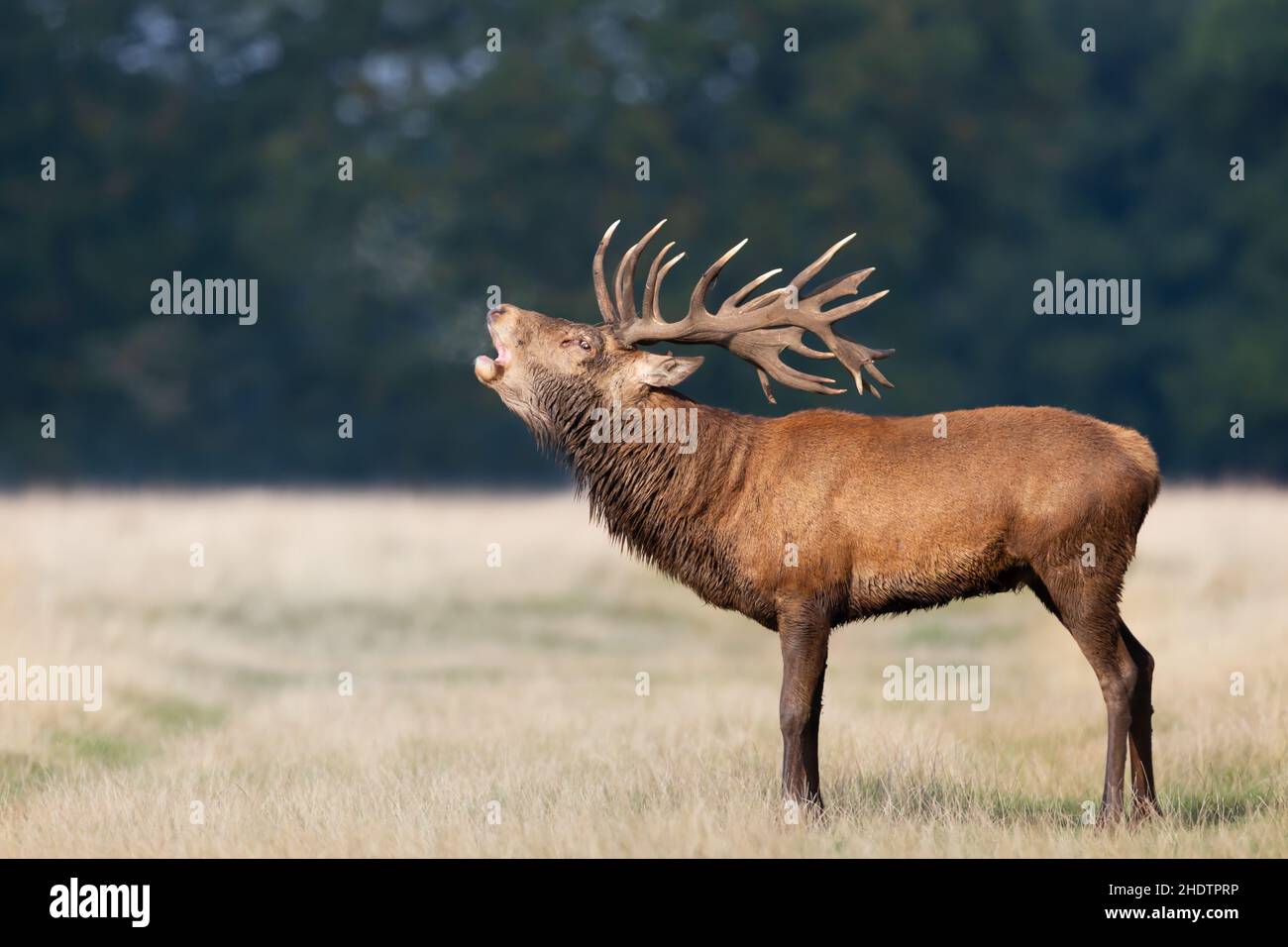Gros plan d'un cerf de Virginie qui appelle pendant la saison de rutting à l'automne, au Royaume-Uni. Banque D'Images