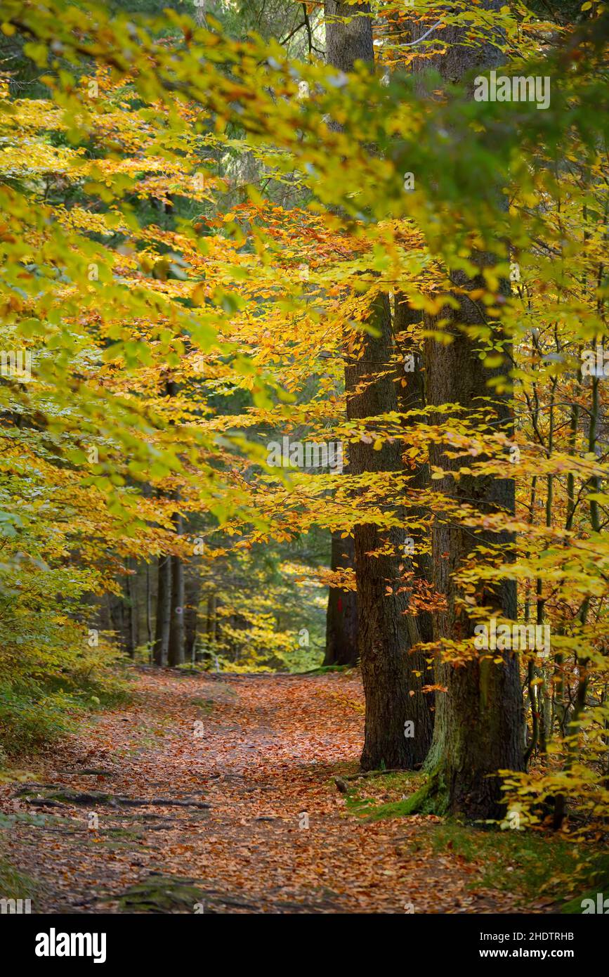 chemin, forêt à feuilles caduques, chemins, forêts à feuilles caduques Banque D'Images