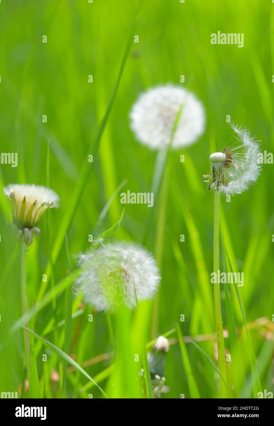 dandelion, dandelions, löwenzahn font Banque D'Images