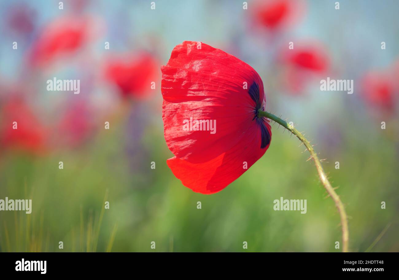 coquelicots, coquelicots Banque D'Images