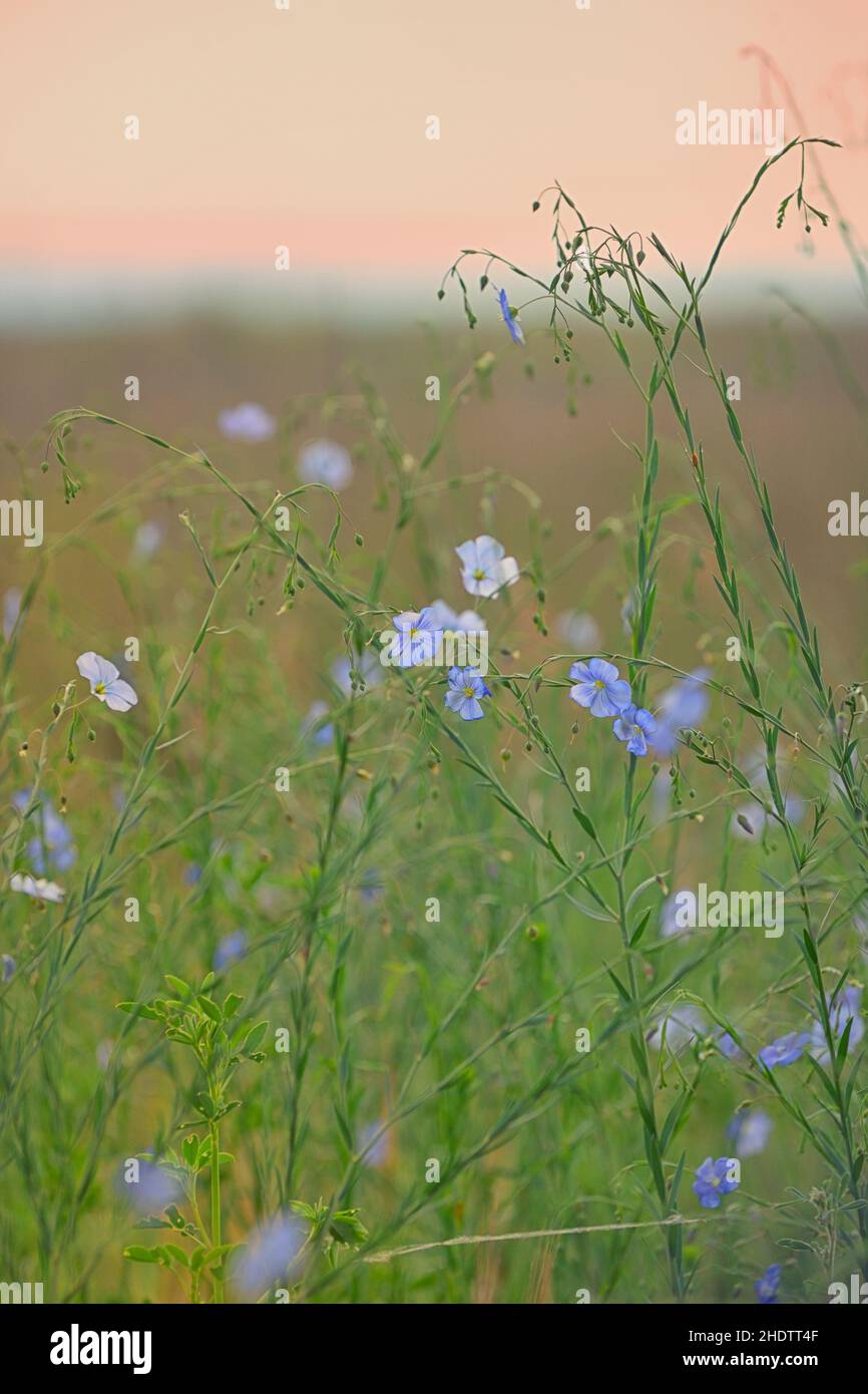 filigree, némophila, filigrees Banque D'Images