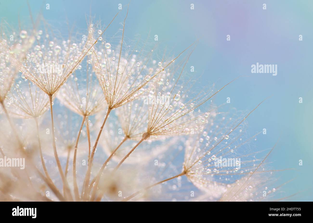 pissenlit, filigrane, dewdrop, pissenlits, police löwenzahn,filtres, gouttes de rosée Banque D'Images