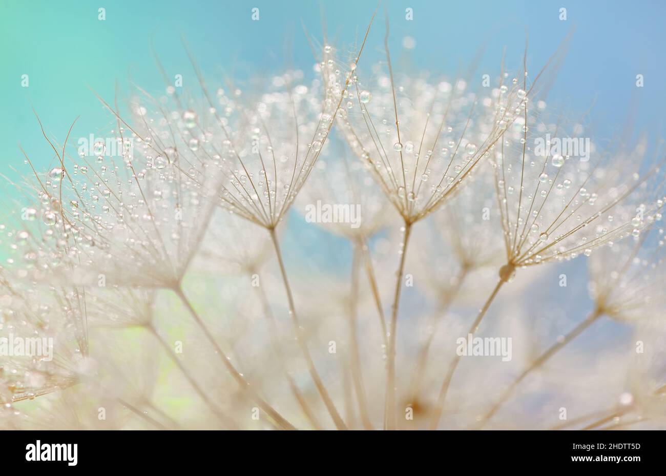 filigrane, dépôt de rosée, graines, viligues, dewdrops,crob, graines, semis Banque D'Images