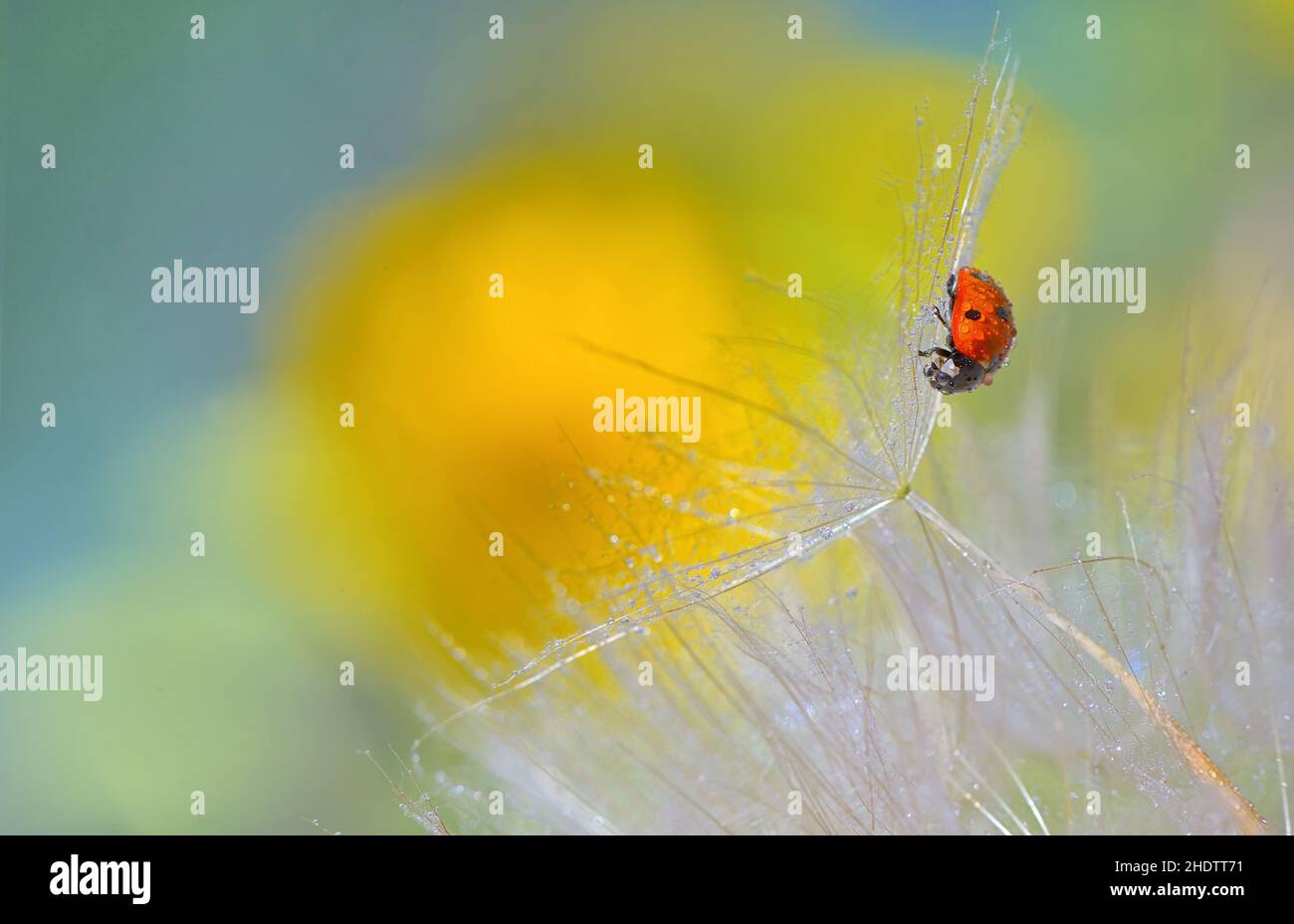 filigrane, coccinelle, graine, filigrees, coccinelle,crob, graines, semis Banque D'Images