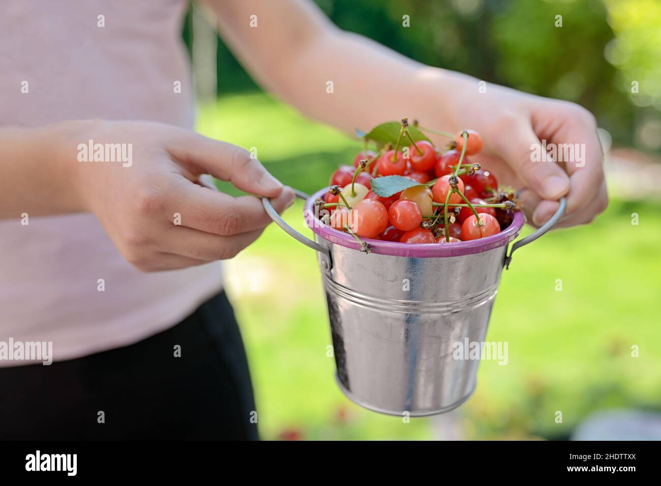 récolte, cerises, récoltes, cerises Banque D'Images