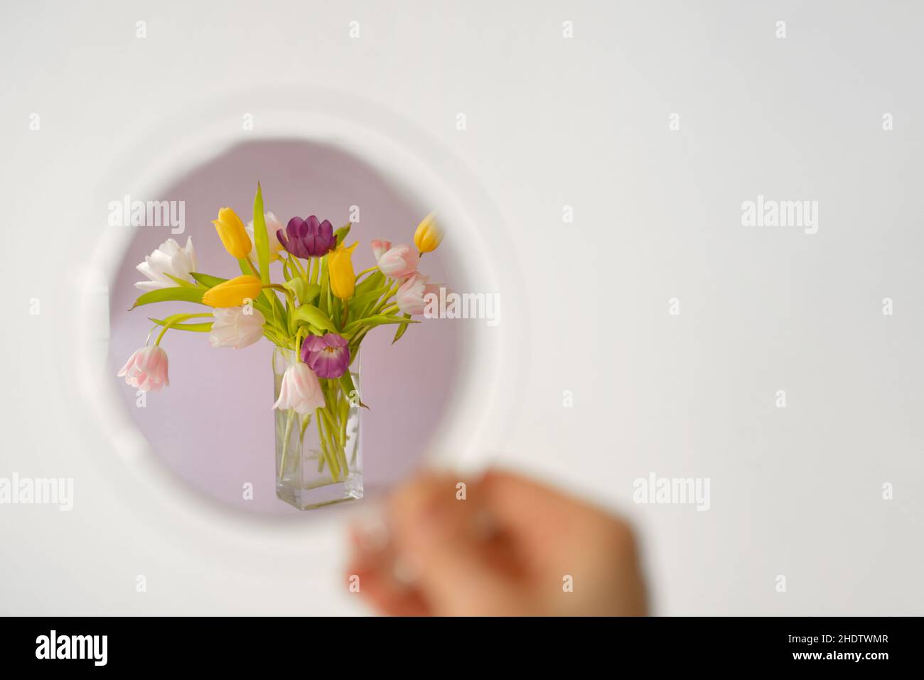 réflexion, bouquet de tulipes, miroir de main, réflexions, bouquets de tulipes,rétroviseurs extérieurs Banque D'Images