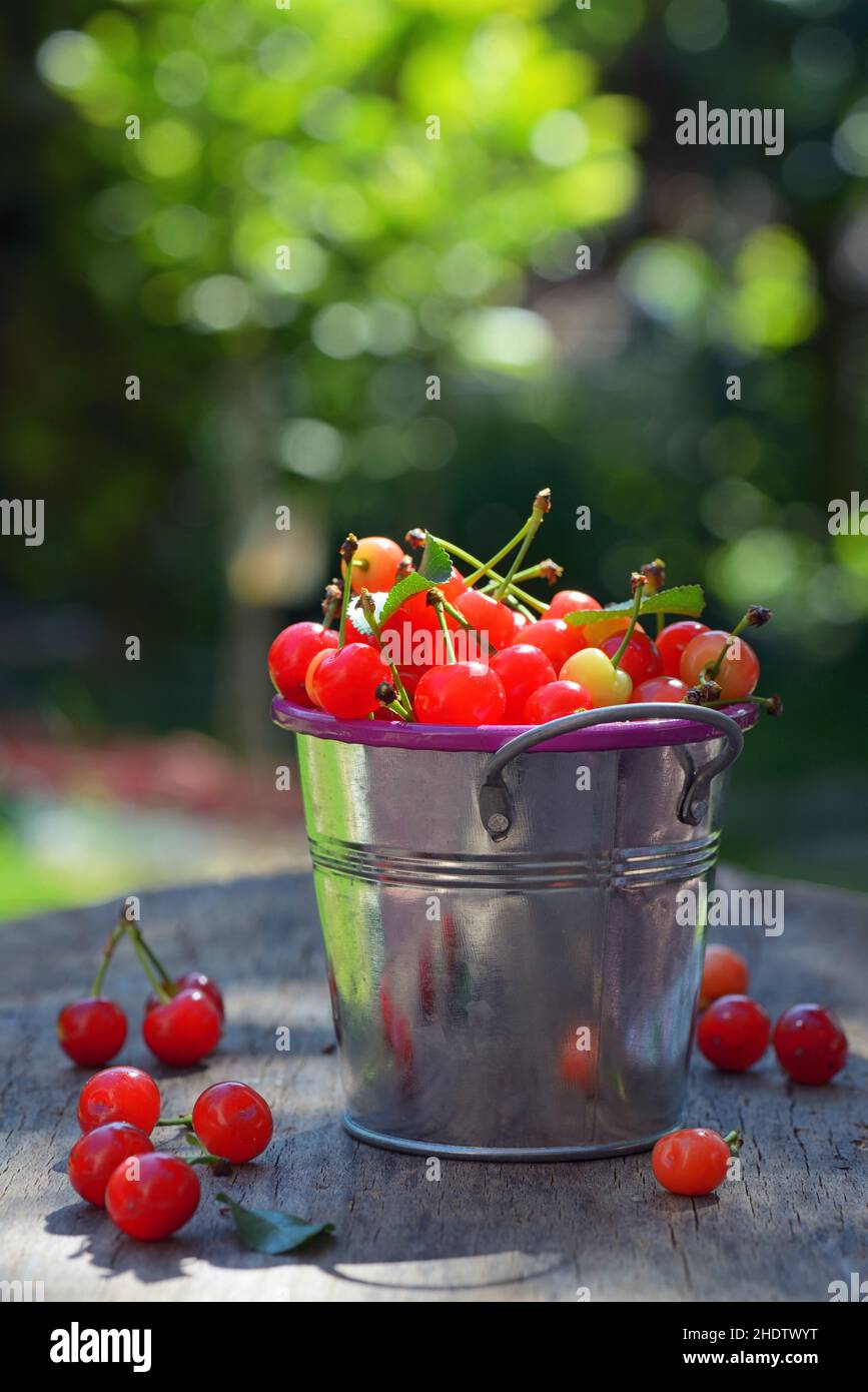 cerises, récolte de cerises, cerises, récoltes de cerises Banque D'Images