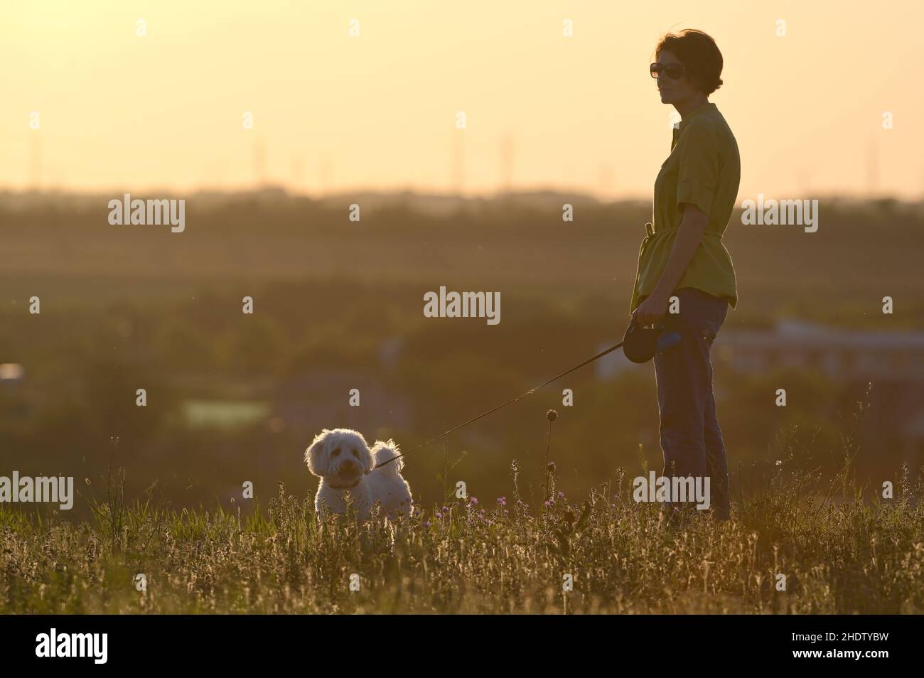 marche, chien, lumière du soir, promenades, chiens,lumières du soir Banque D'Images