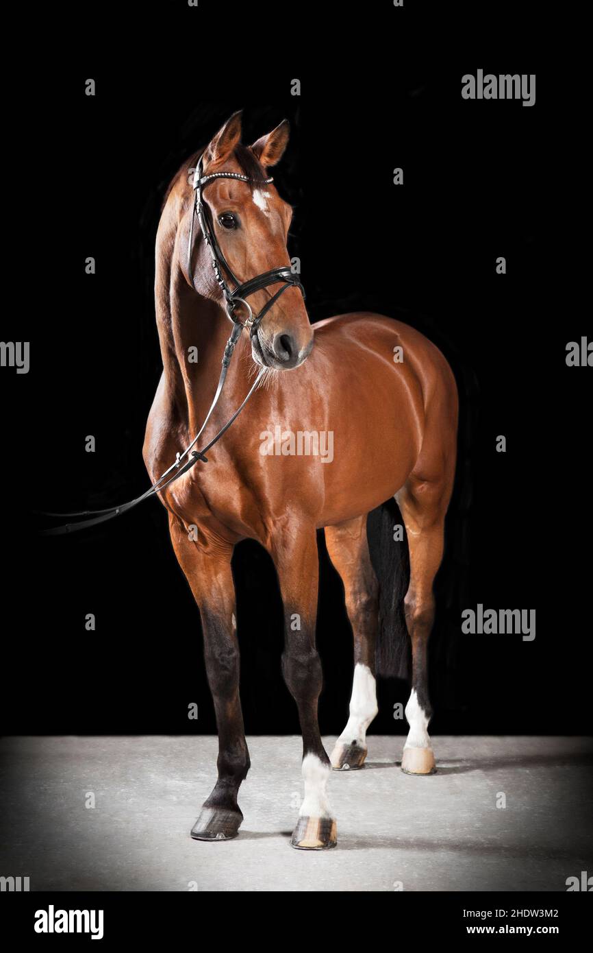 halter, race de cheval, holstein, halter, races de cheval Banque D'Images