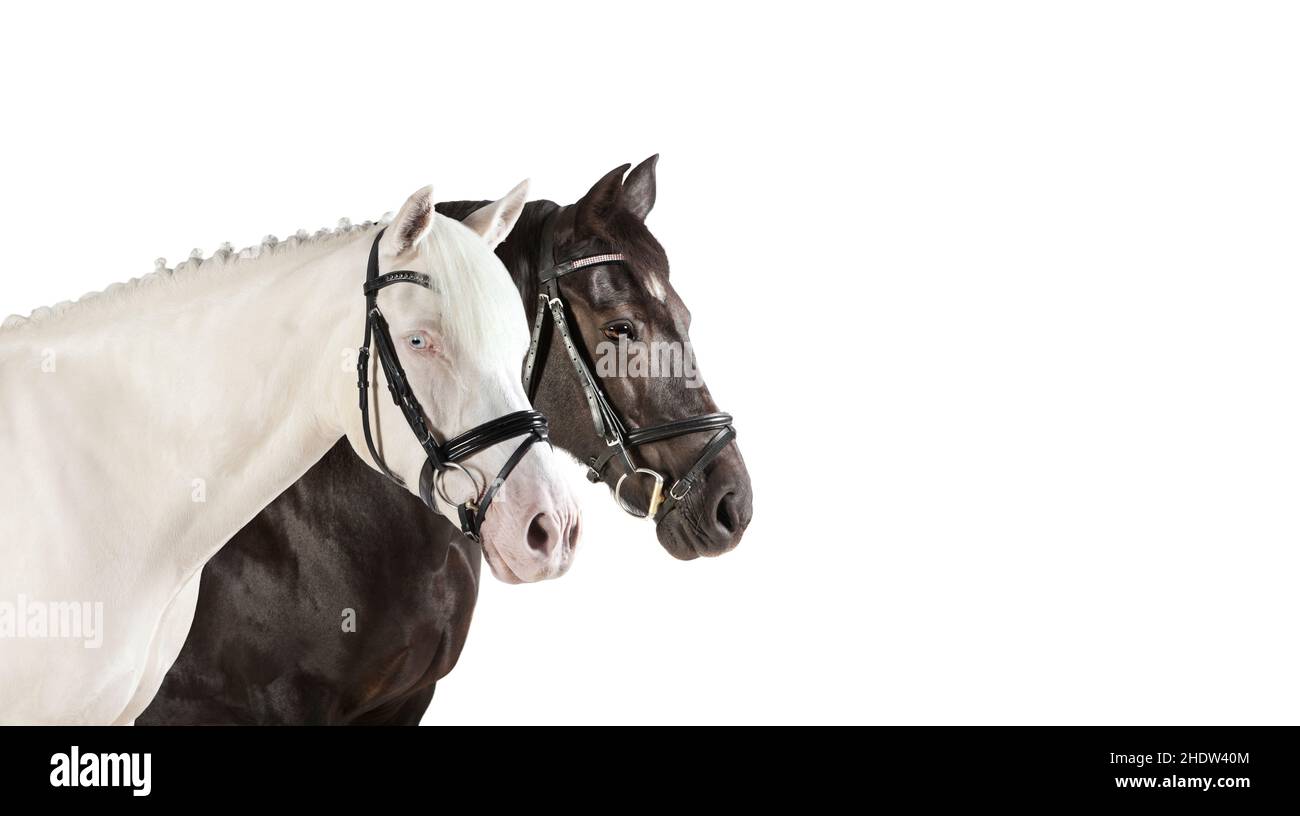 chevaux, race de chevaux, chevaux, races de chevaux Banque D'Images