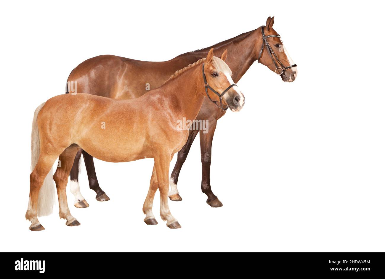 haflinger, warmblood, oldenburg, haflingers, warmbloods Banque D'Images