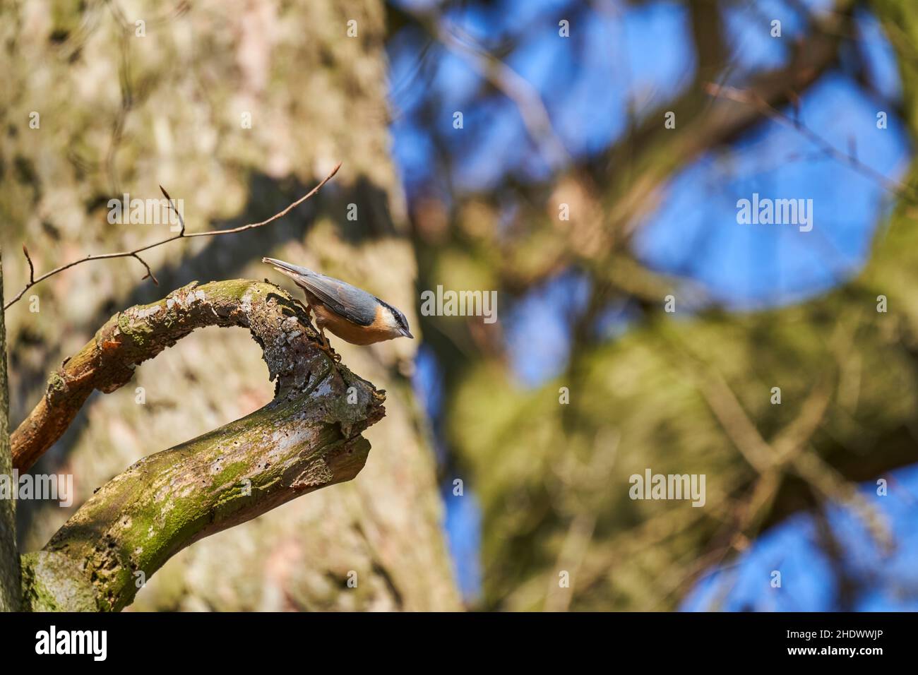 Le Nuthatch eurasien ou nuthatch de bois, Sitta europae, est un petit oiseau de passereau à queue courte avec une longue queue, des parties supérieures grises bleues et un noir Banque D'Images
