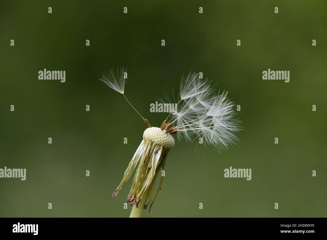 pissenlit, filigrane, graine, pissenlit, police löwenzahn,filigrées, crob, graines, semis Banque D'Images