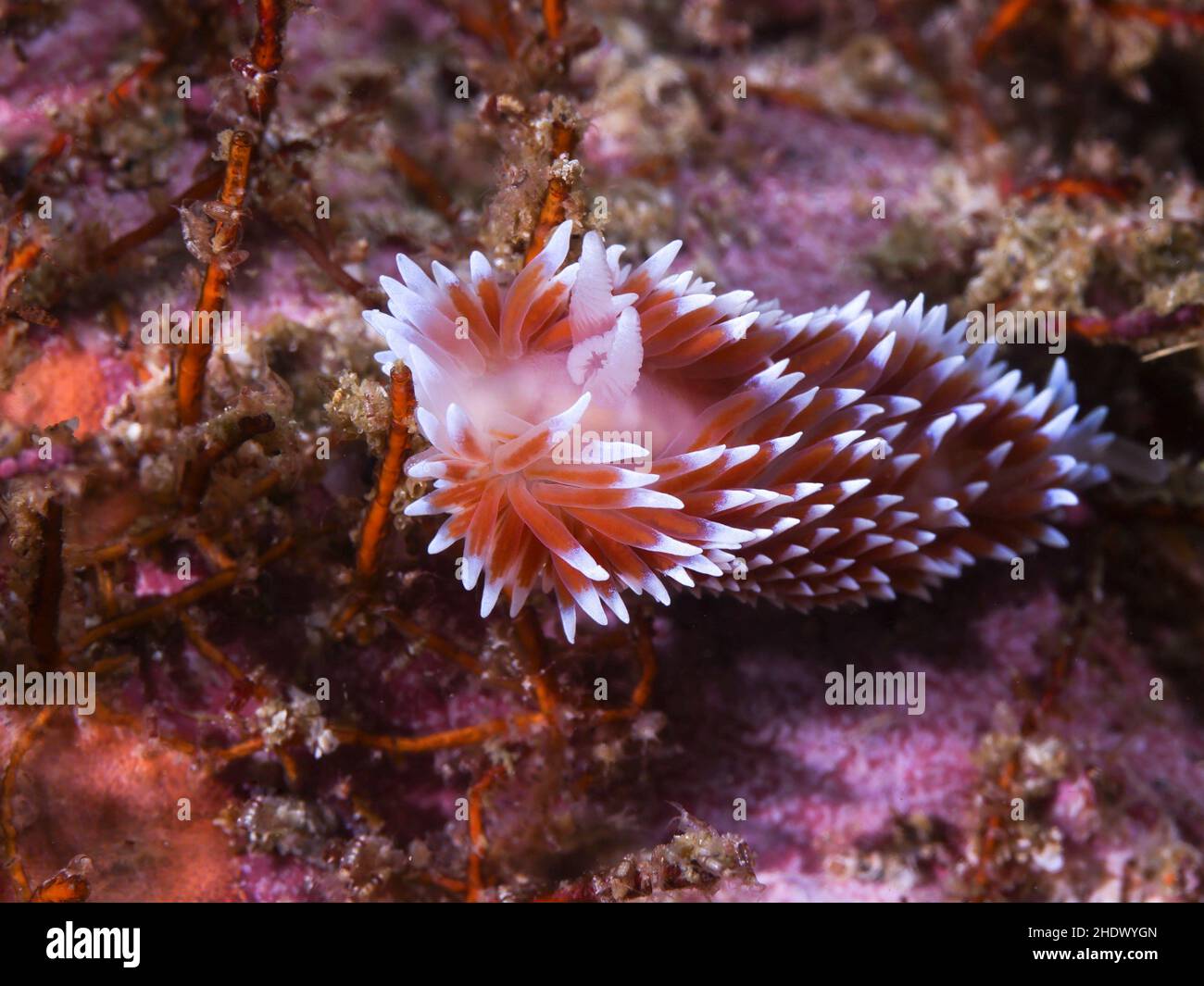 Silvertip nudibranch ou taug sous-marin (Janolus capensis) se déplaçant sur le récif.Corps blanc et cerata brun avec pointes blanches. Banque D'Images