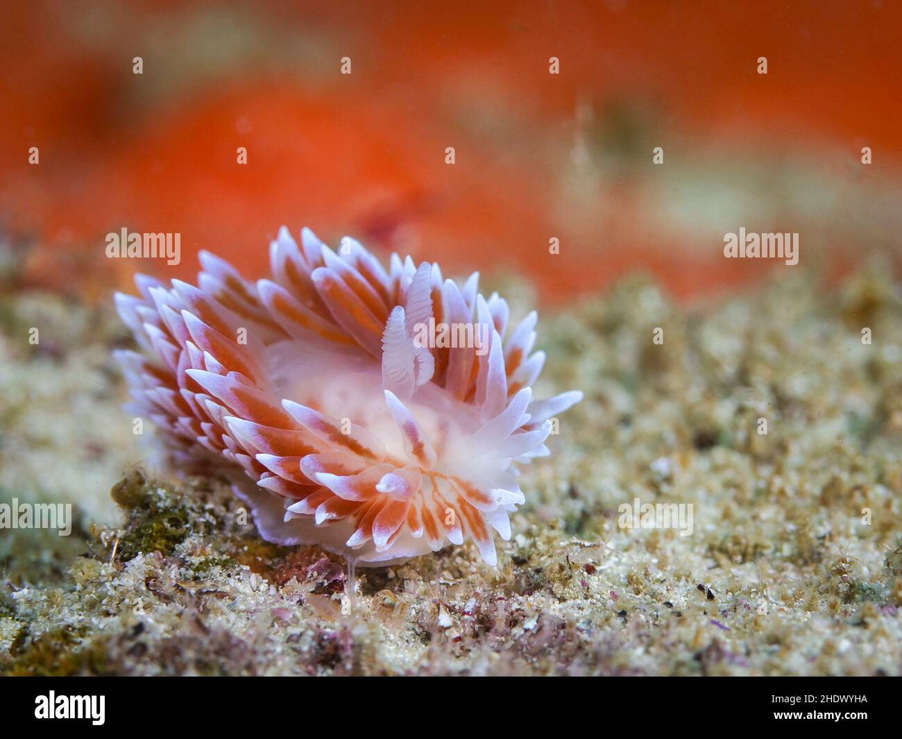 Silvertip nudibranch ou taug sous-marin (Janolus capensis) se déplaçant sur le récif.Corps blanc et cerata brun avec pointes blanches. Banque D'Images Silvertip nudibranch ou taug sous-marin (Janolus capensis) se déplaçant sur le récif.Corps blanc et cerata brun avec pointes blanches. Banque D'Images