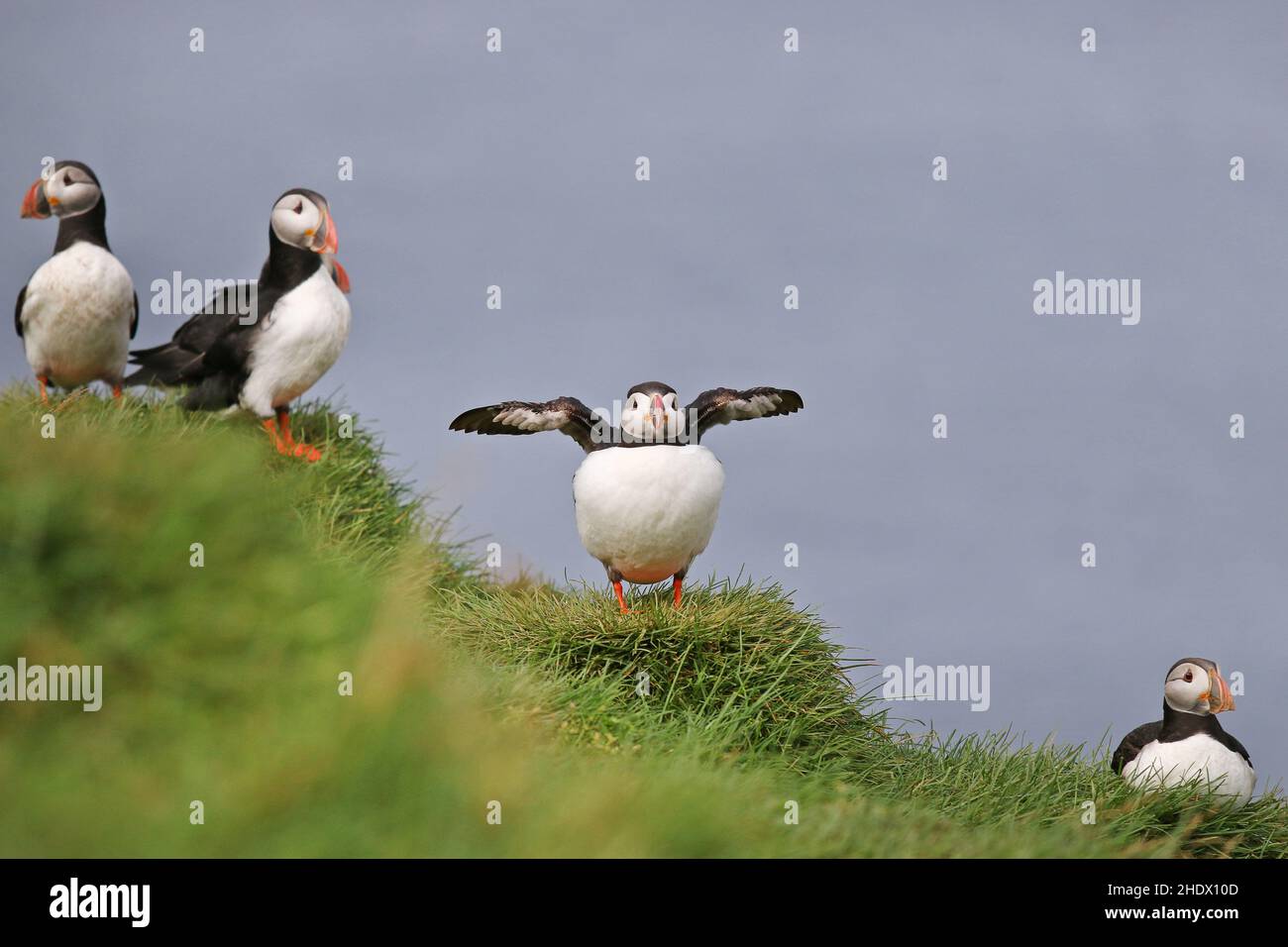 Macareux moine Banque D'Images