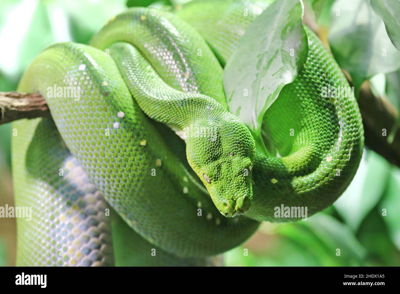 python d'arbre vert, pythons d'arbre vert Banque D'Images