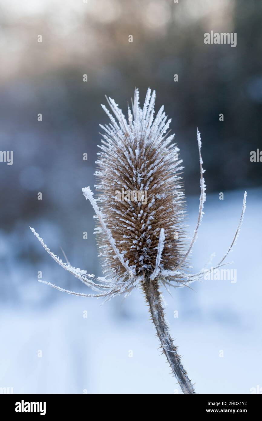 Wilde Karde, Karde, Karden, Fruchtstand im Winter BEI EIS und Schnee, Dipsacus fullonum, Dipsacus sylvestris, cuillère à café de Fuller, cuillère à café sauvage,cuillère à café, co Banque D'Images
