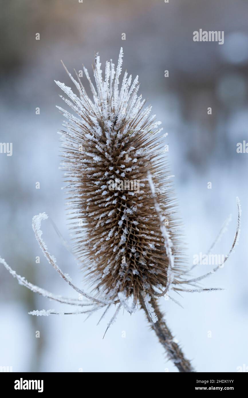 Wilde Karde, Karde, Karden, Fruchtstand im Winter BEI EIS und Schnee, Dipsacus fullonum, Dipsacus sylvestris, cuillère à café de Fuller, cuillère à café sauvage,cuillère à café, co Banque D'Images