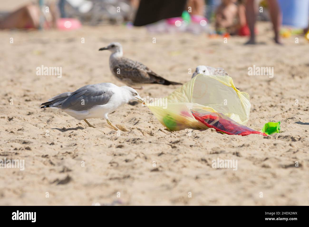 plage, forfait, mouette, plages, bord de mer,emballages, emballage, mouettes Banque D'Images