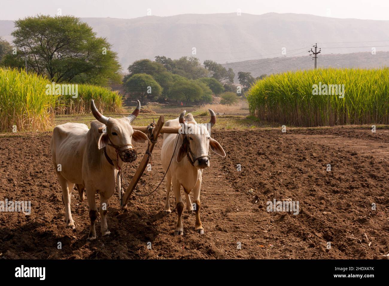 agriculture, charrue, vaches, inde, agriculture,charrues, vache, indienne, indias Banque D'Images