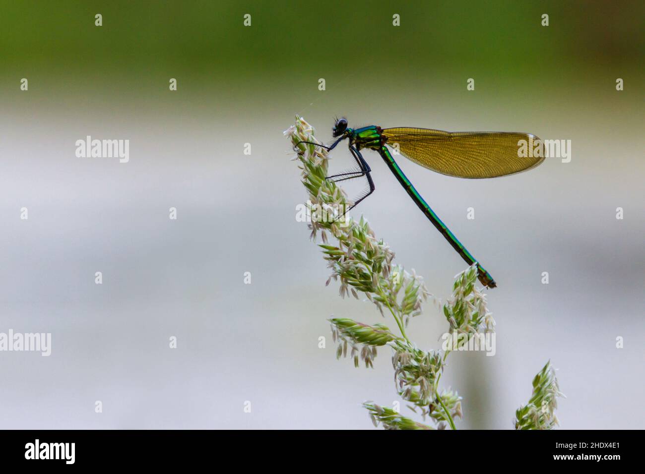 Lestes viren, damselfly Banque D'Images