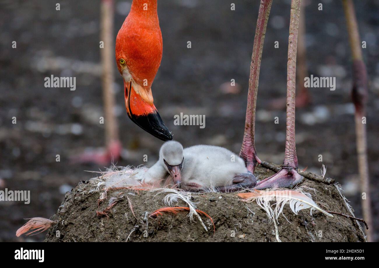 flamingo, garde des parents, flamants, garde des parents Banque D'Images