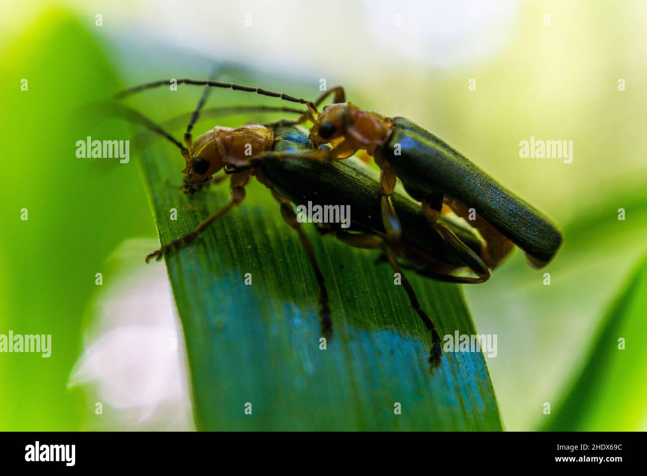 Insectes 2 Banque de photographies et d’images à haute résolution - Alamy