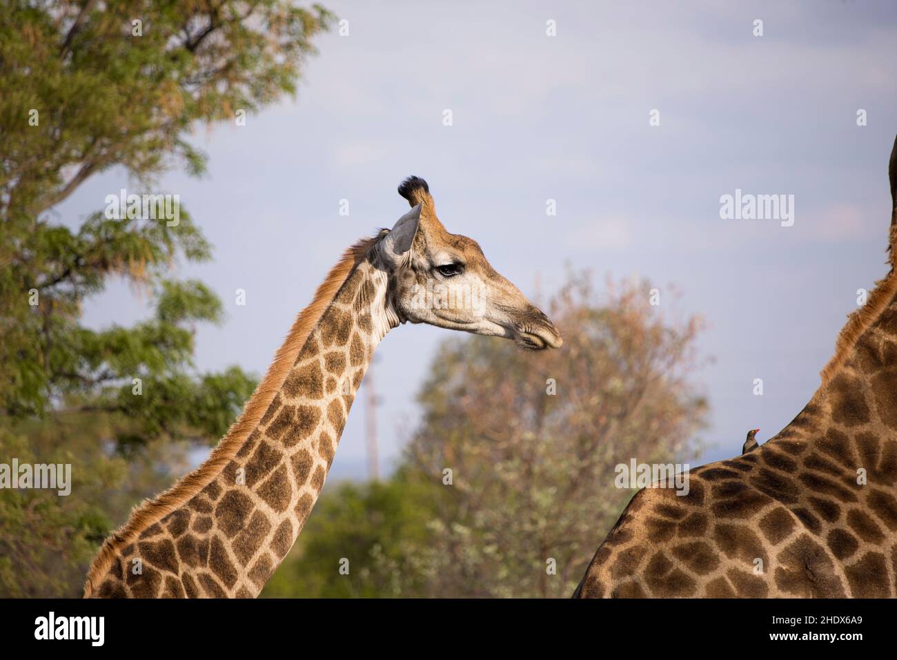 Gros plan d'une jeune girafe debout à côté d'un autre adulte Banque D'Images