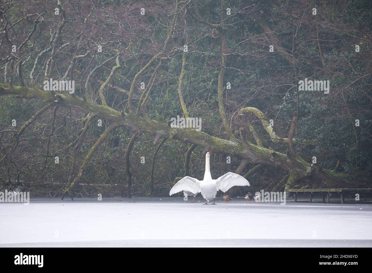 Cygne isolé muet (Cygnus olor) debout sur une piscine couverte de glace, ses ailes s'ouvrent et un arbre tombé en arrière-plan. Banque D'Images