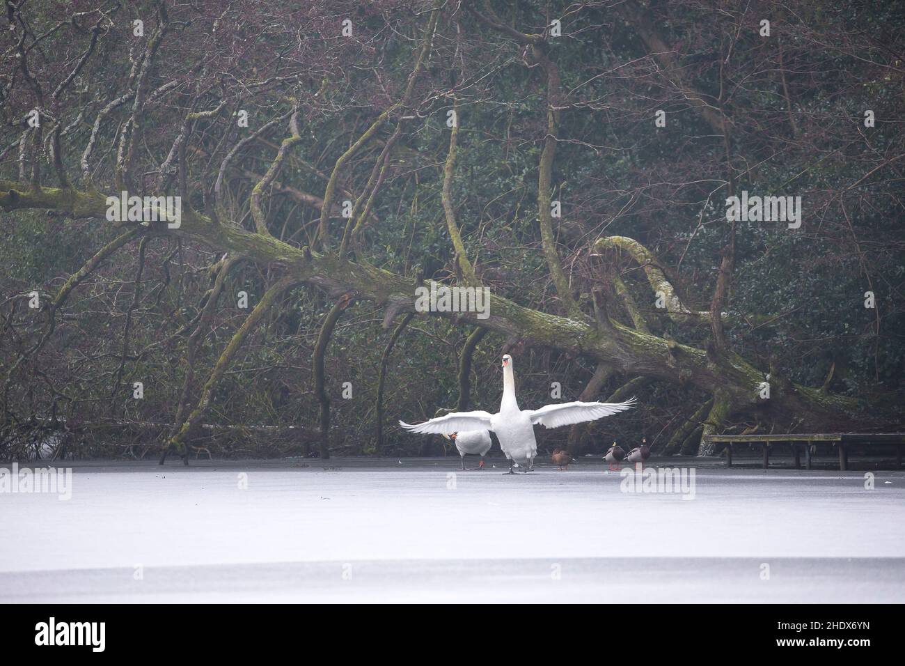 Mute Swan (Cygnus olor) debout sur une piscine couverte de glace avec des ailes ouvertes et un arbre tombé en arrière-plan. Banque D'Images