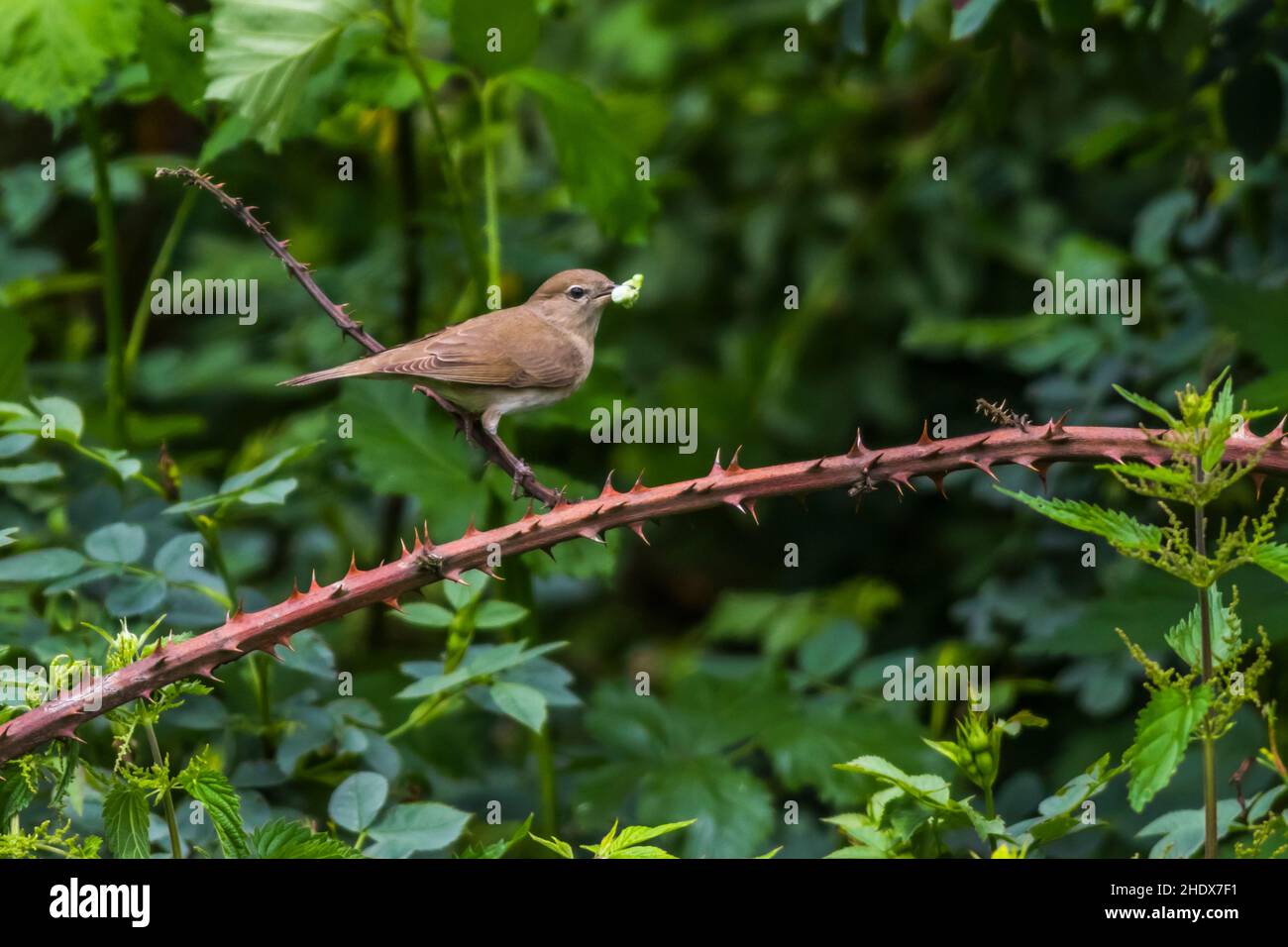 nightingale, nightingale commune, luscinia megarhynchos, rufous nightingale Banque D'Images