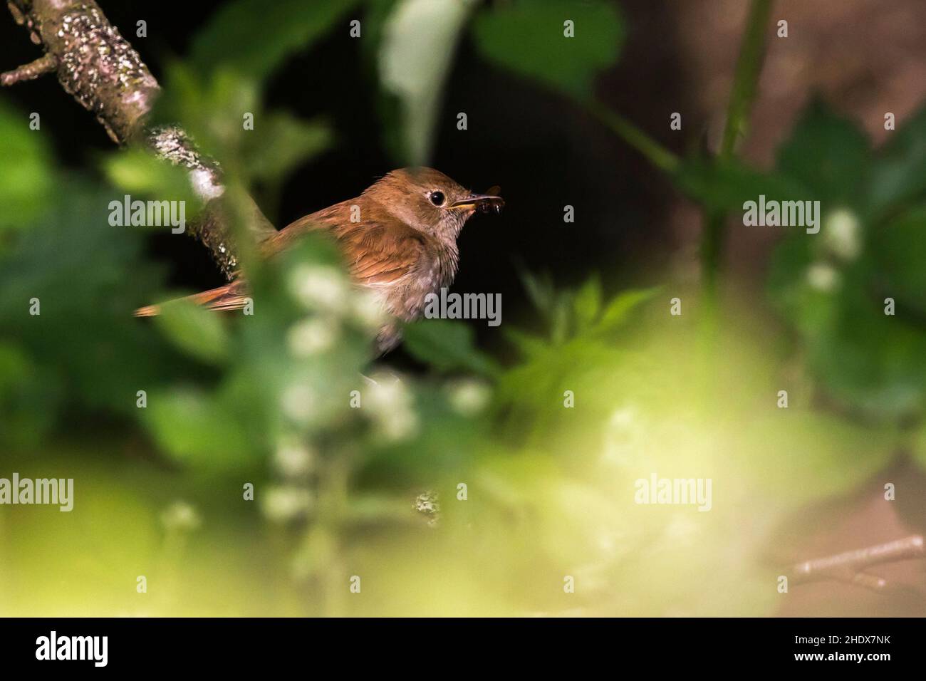 recherche de nourriture, nightingale, nightingale commune, luscinia megarhynchos, rufous nightingale Banque D'Images