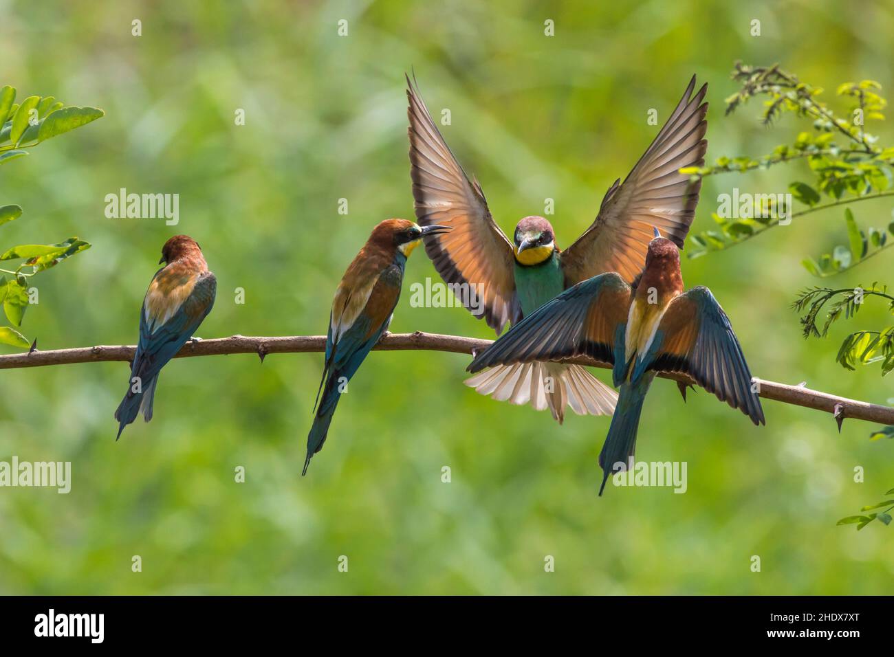 Ailes, spread, European Bee-eater, spreads, spreads Banque D'Images