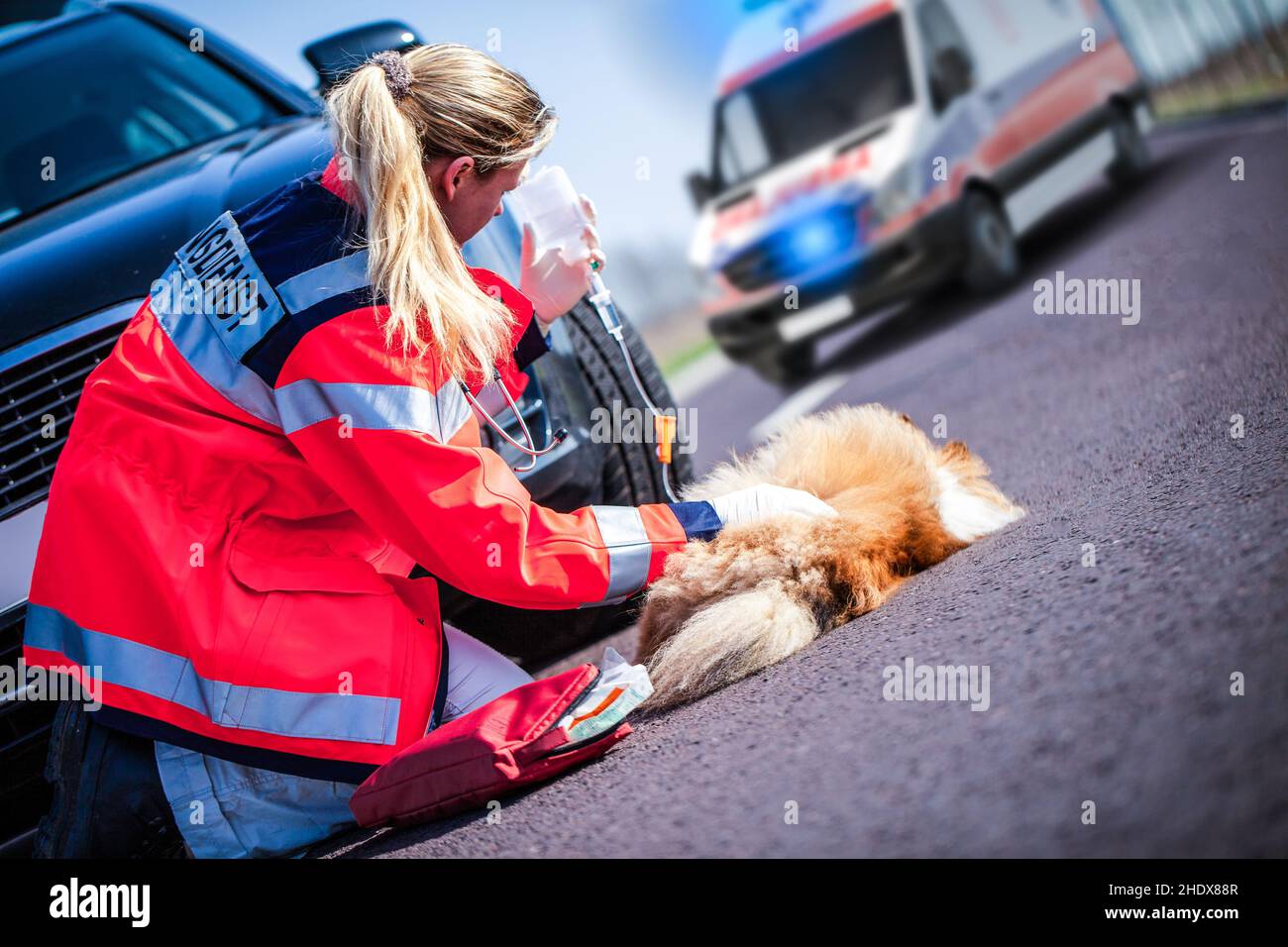 chien, accident, chiens, accidents Banque D'Images