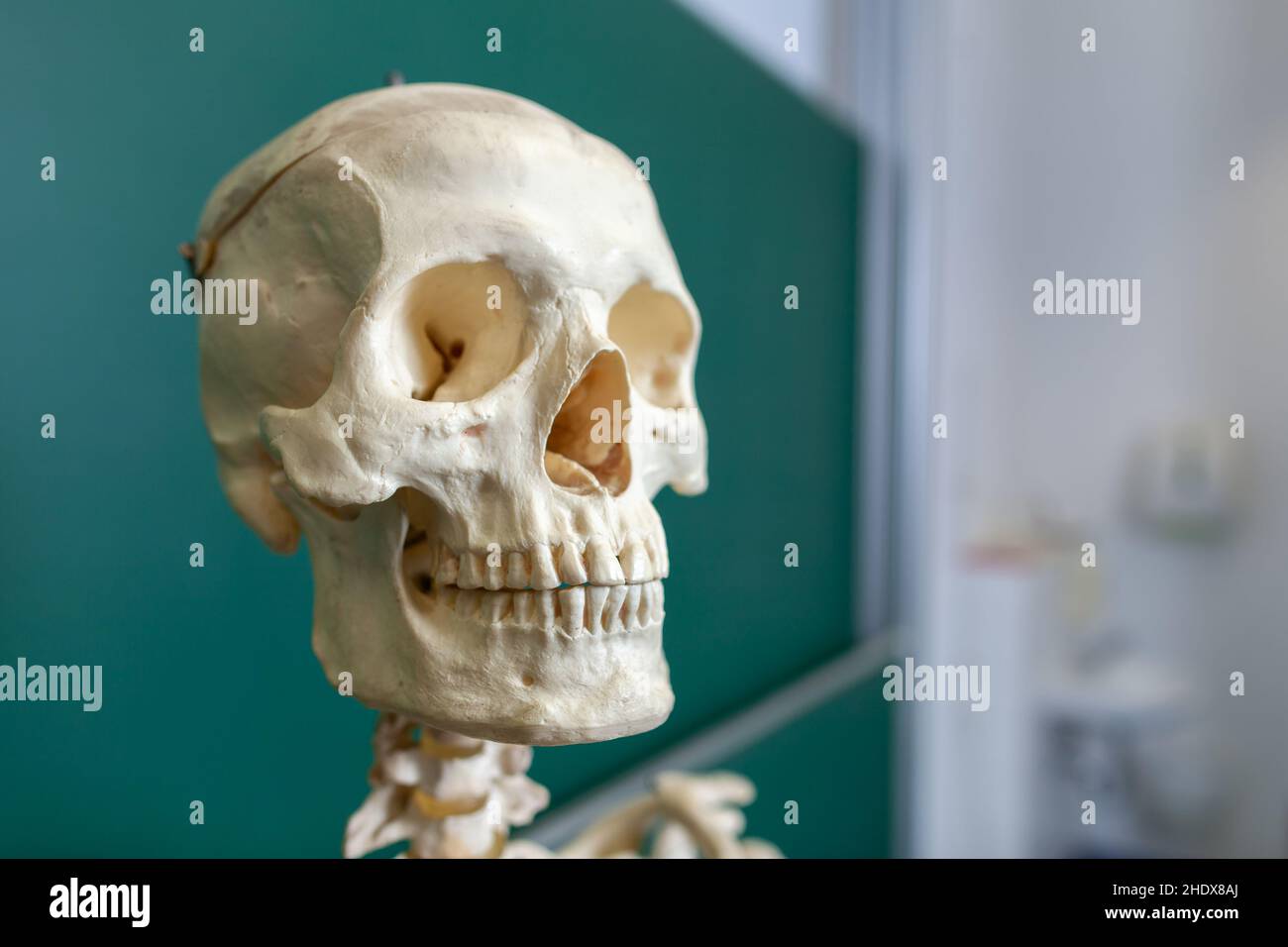 crâne, anatomie, crânes, anatomies Banque D'Images