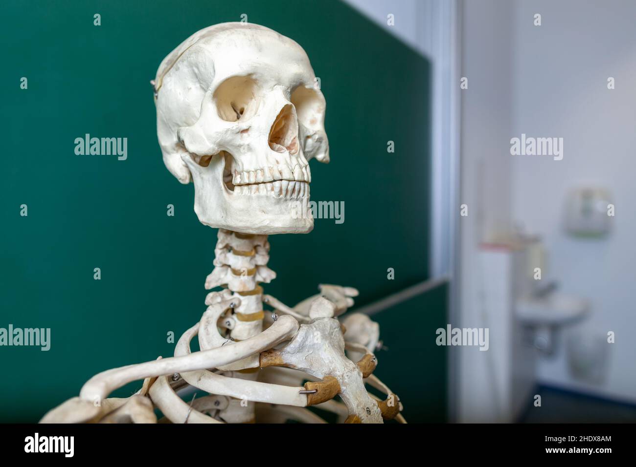 crâne, squelette, anatomie, crânes, squelettes,anatomies Banque D'Images