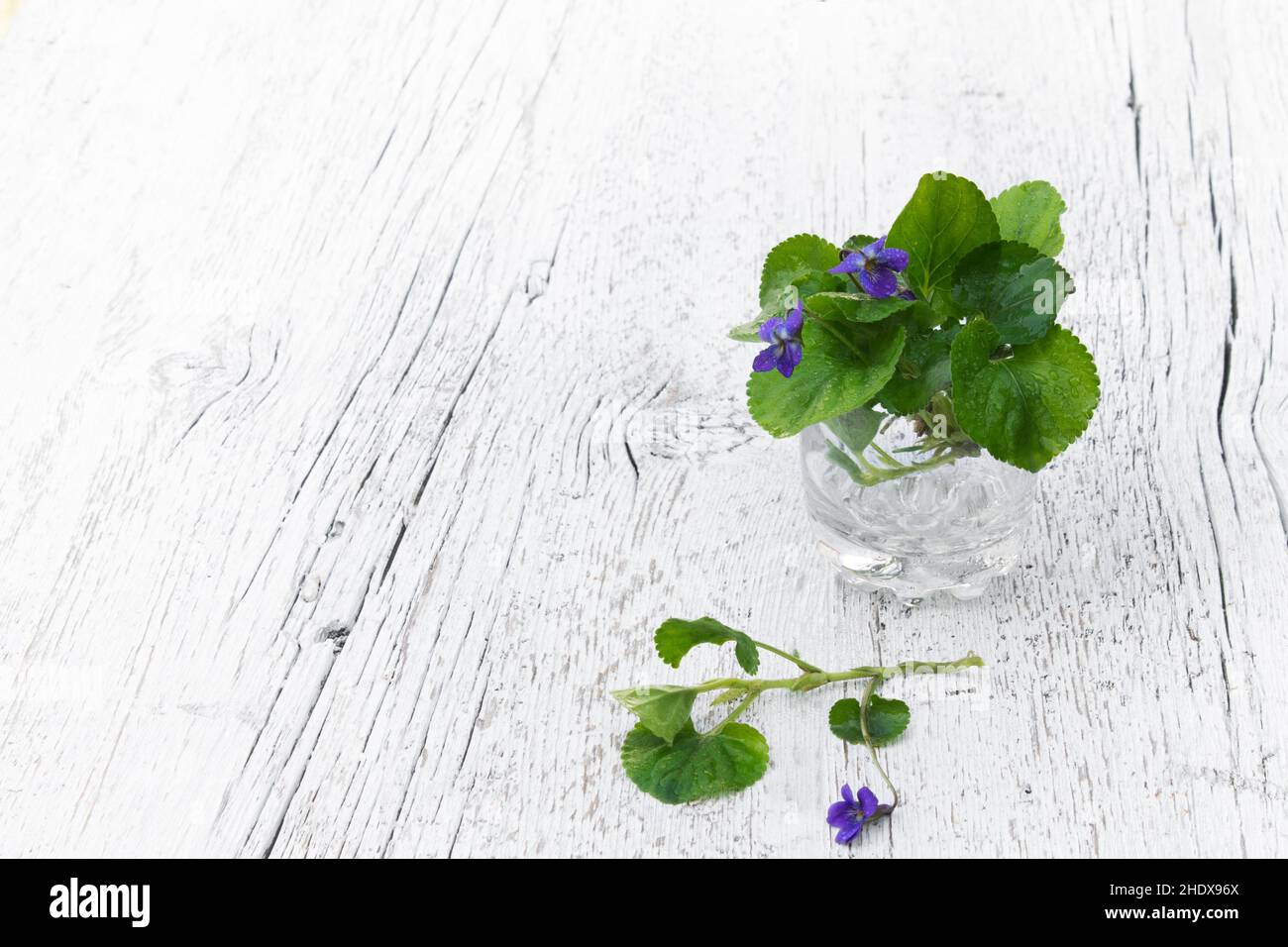 violet, encore vie, violettes, encore vie Banque D'Images