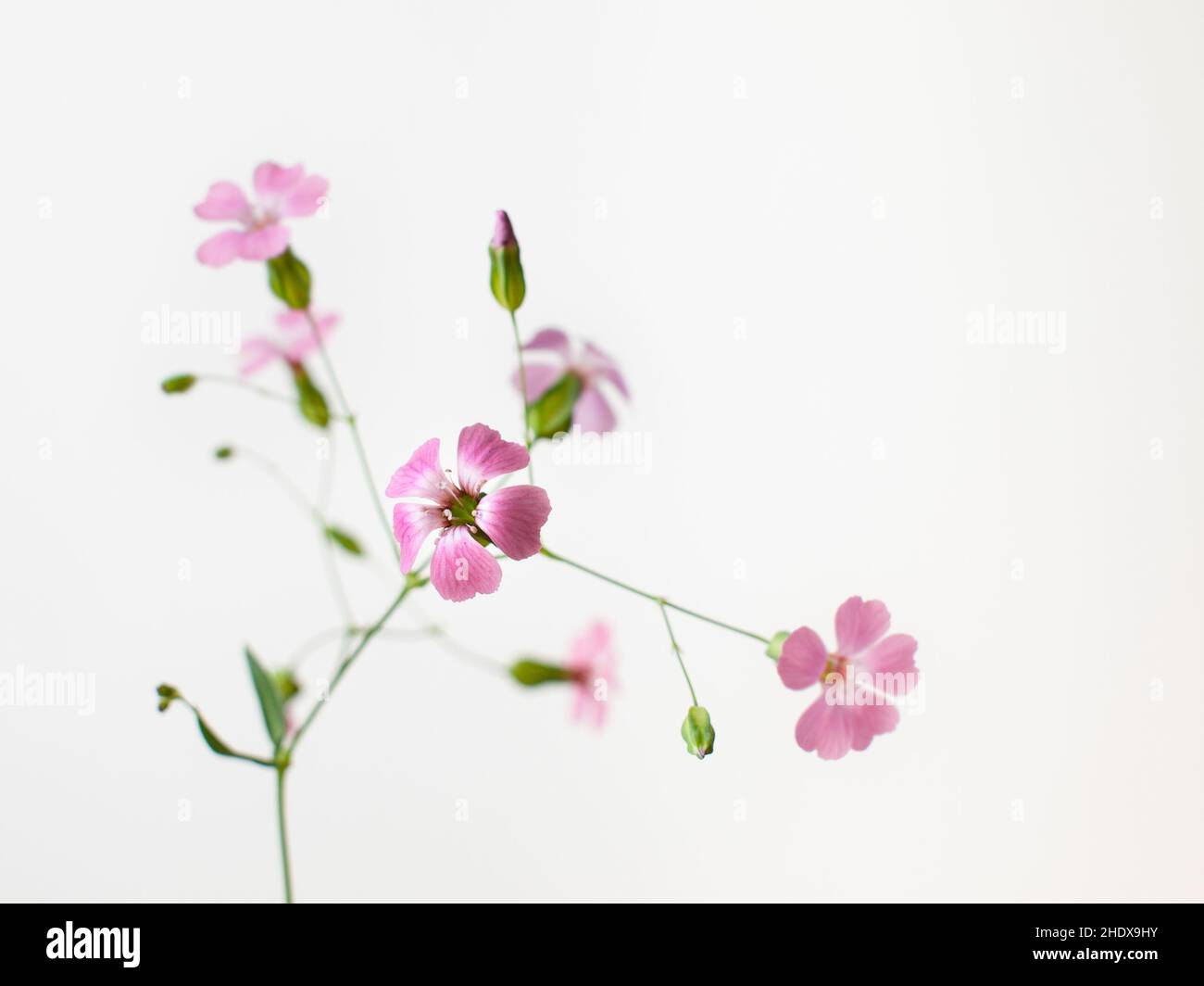 fleurs, filigrane, doux, fleurs, filigrees Banque D'Images