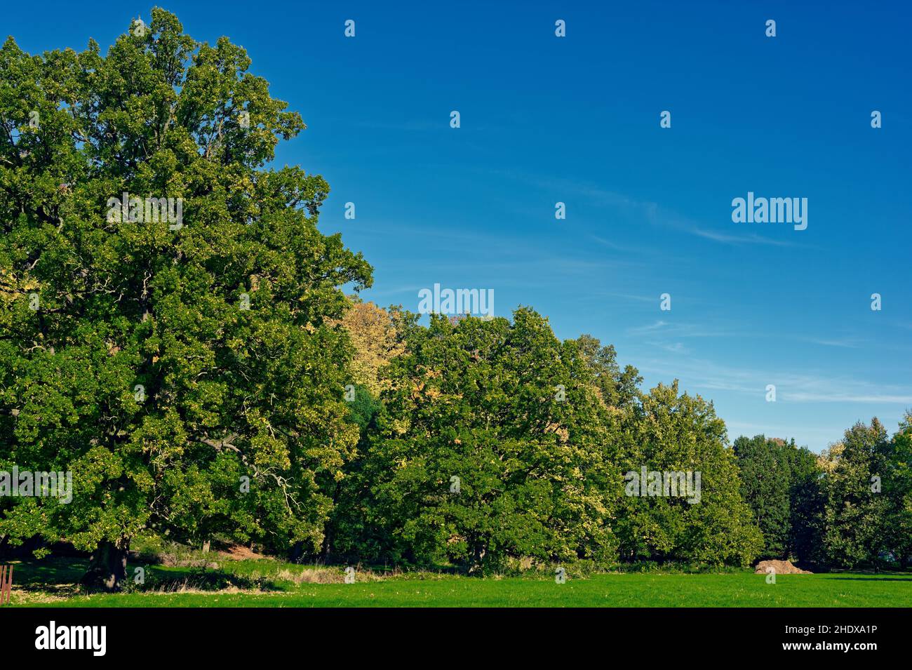 Wald in sonnigen Herbstfarben, Bäume und buntes Laub unter bluauem Himmel / Forêt dans les couleurs d'automne ensoleillées, arbres et feuilles colorées sous un ciel bleu Banque D'Images