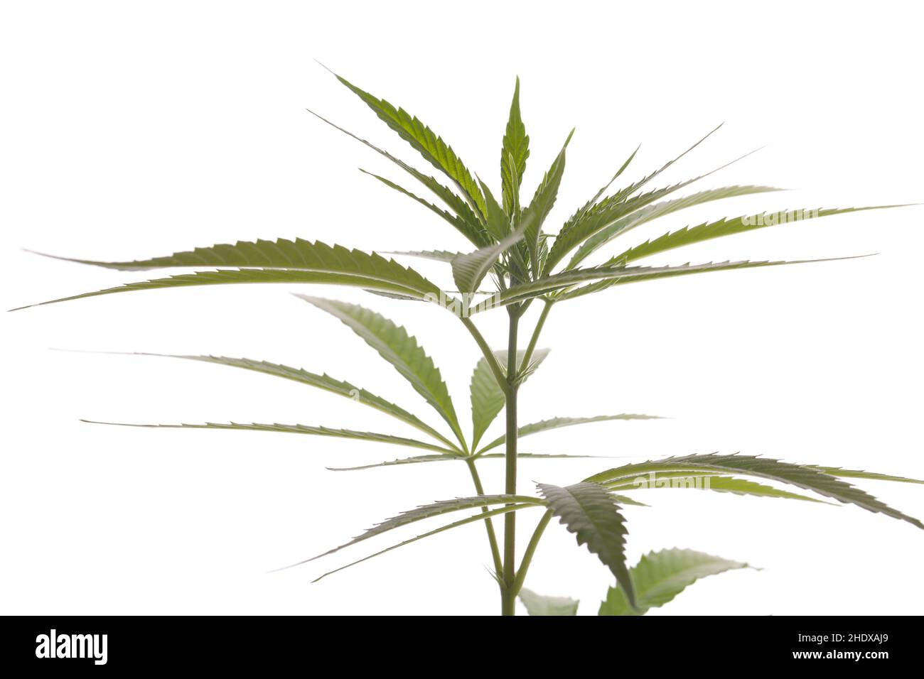 plante, cannabis, plantes, marijuana Banque D'Images