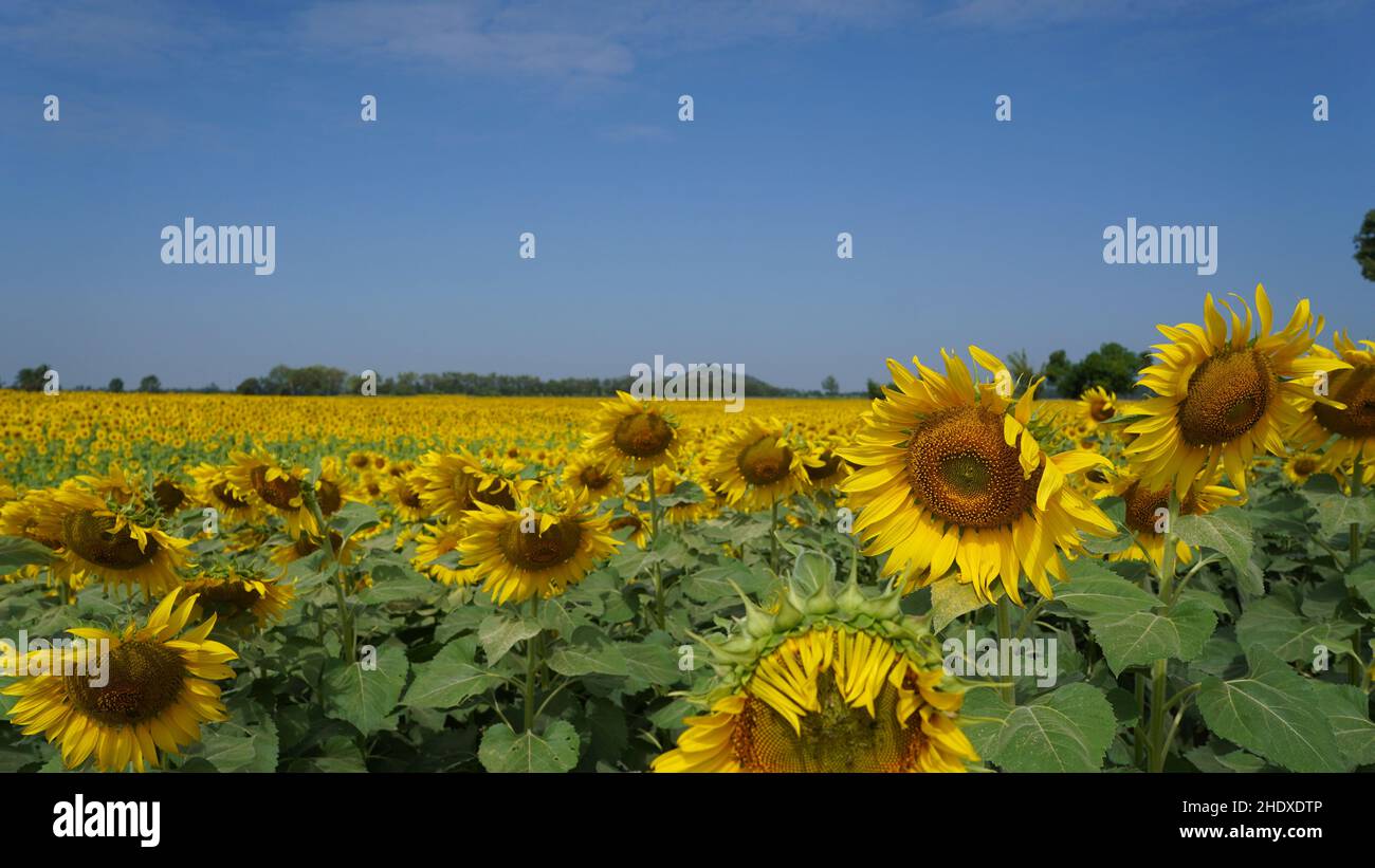 Magnifique champ de tournesol par jour ensoleillé avec ciel bleu Banque D'Images