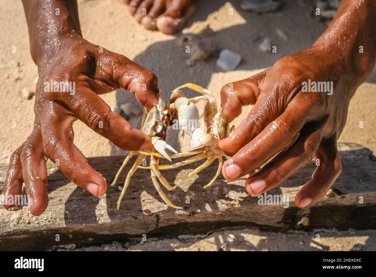 crabe, crabe, crabe Banque D'Images