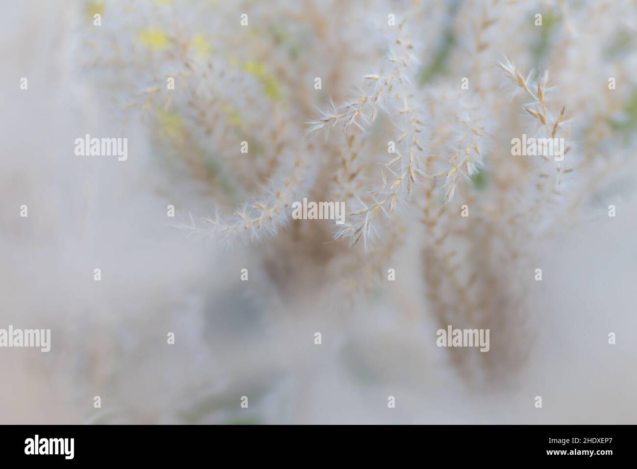 graines, graines de filigree, crob, graines, semis,fichiers Banque D'Images